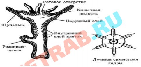 Kraken at сайт