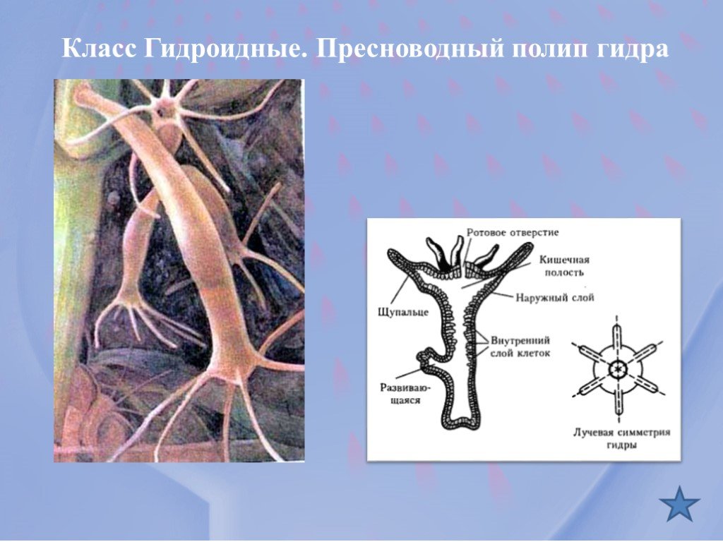 Кракен дарк оригинал ссылка